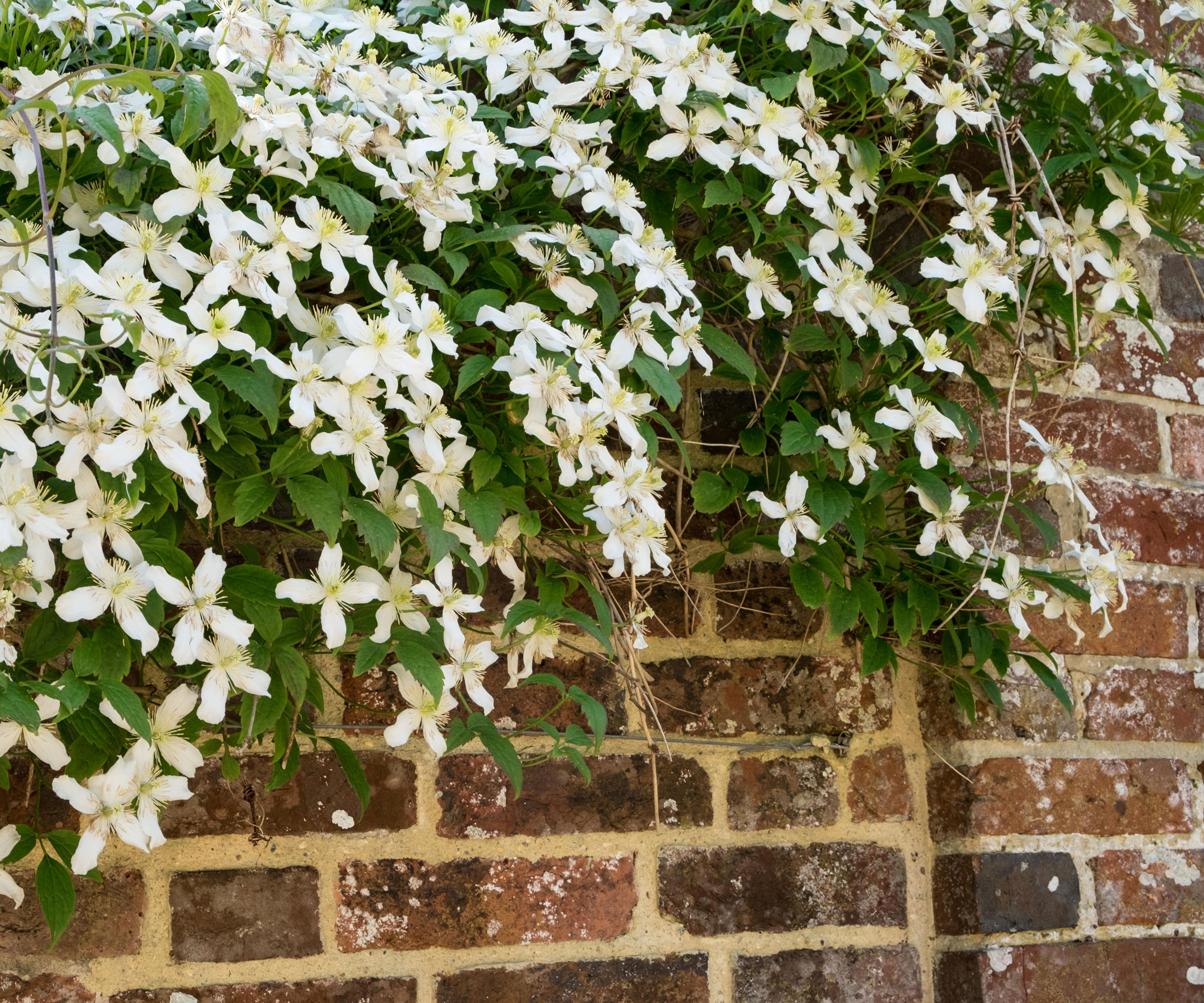 the white flowered climbing plant Clematis montana 'Alba' growing on a brick wall