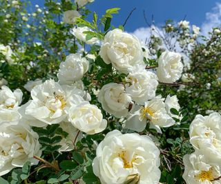 white roses flowering in summer border