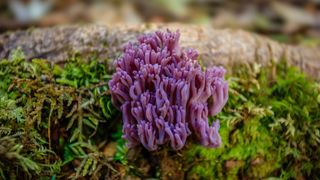 Clavaria zollingeri