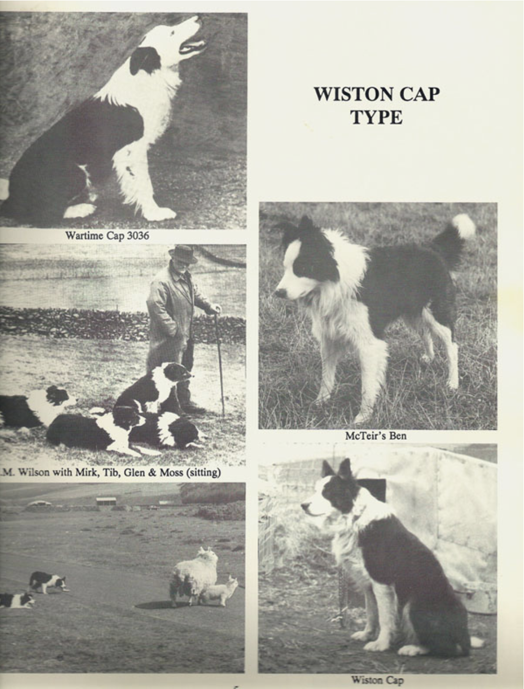 Archival black-and-white photographs illustrating four recognised border collie types &mdash; the Herdman&rsquo;s Tommy type, Northumbrian type, Wiston Cap type and Nap type &mdash; showing working dogs in profile and at rest, alongside handlers, demonstrating variations in build, coat and working style.