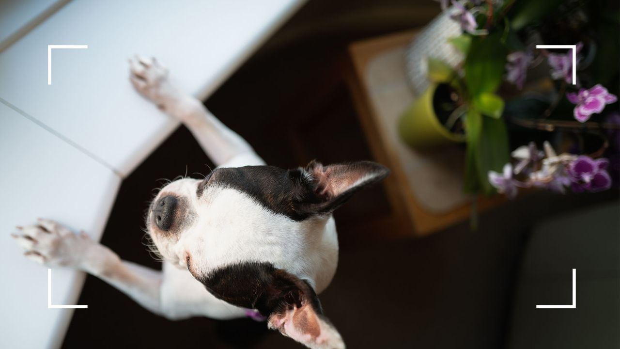 picture of small dog near orchid plants 