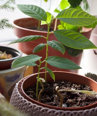 small cherimoya tree cutting growing in a pot