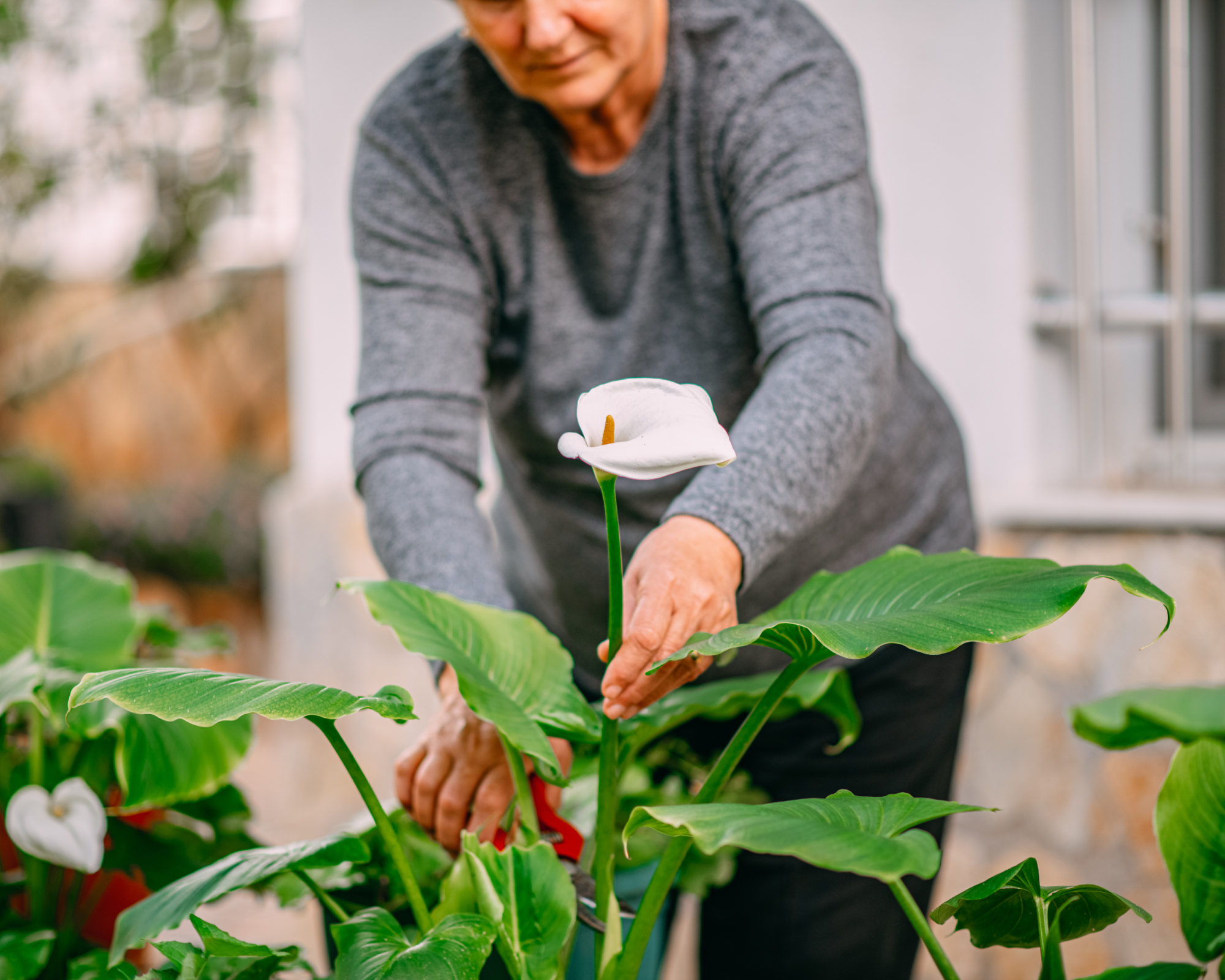 woman pruning calla lily in garden