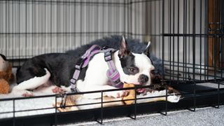 Boston Terrier puppy inside a crate with the door open chewing a toy