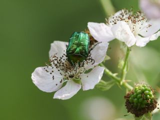 A green beetle on a flower