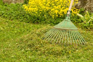 spring lawn care tips: rake