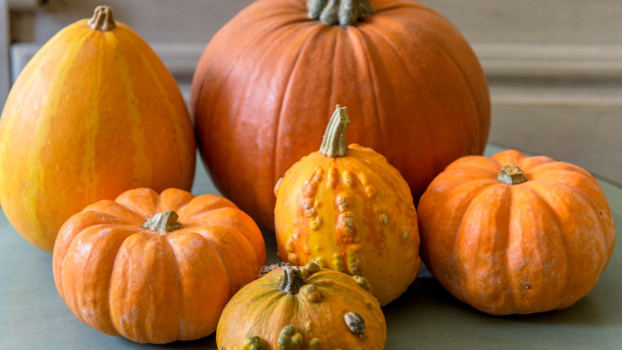 Collection of orange pumpkins