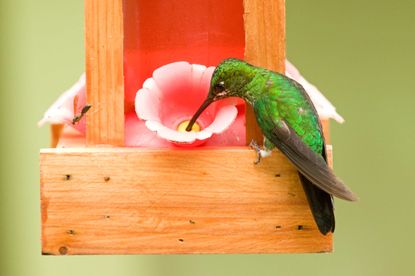 a hummingbird at a feeder