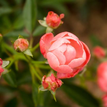 close focus on knockout rose bloom