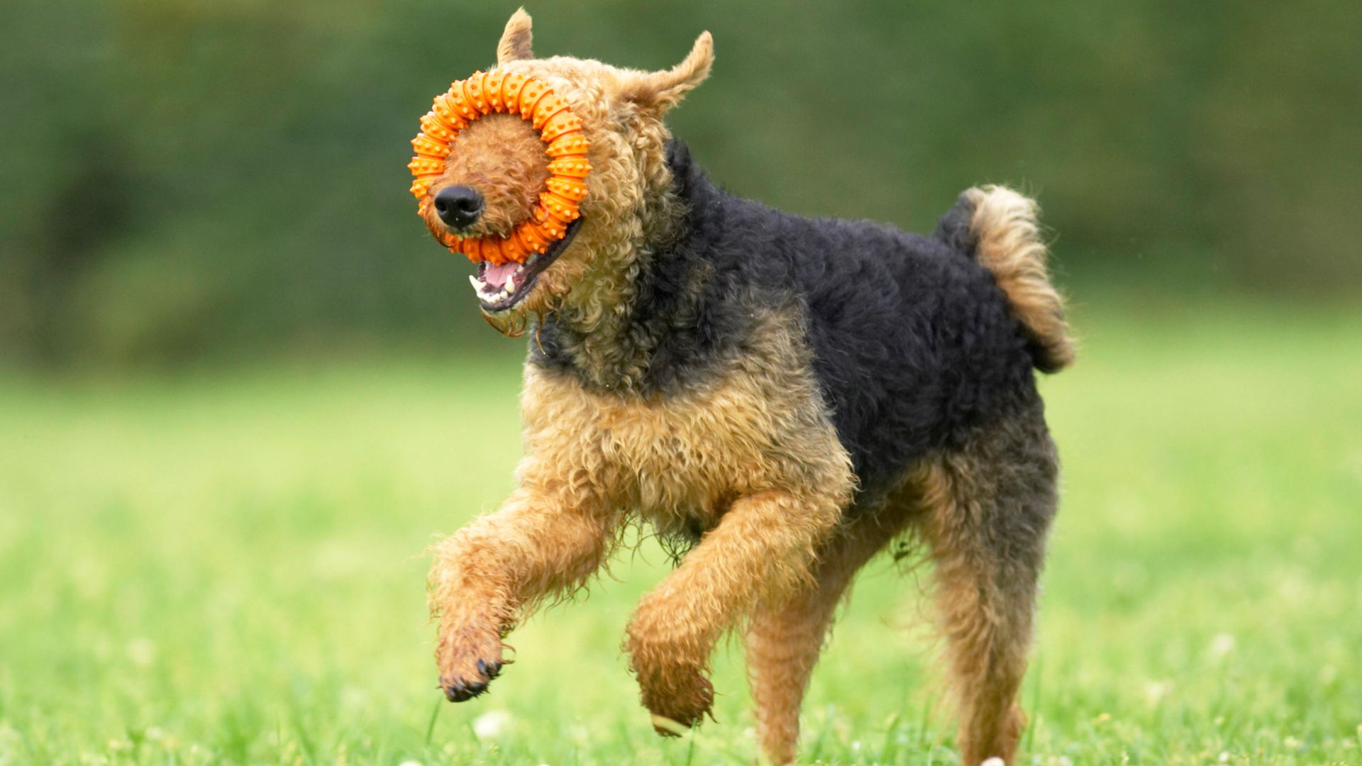Airedale terrier runs along with toy in its mouth