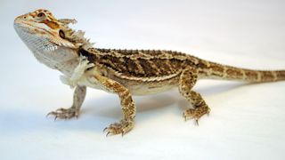 Bearded dragon shedding