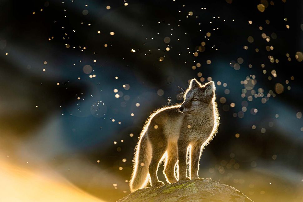 "Chú cáo Bắc cực giữa đàn muỗi" (Arctic fox in a swarm of mosquitos) được chụp bởi Arnfinn Johansen, thuộc hạng mục Động vật hữu nhũ