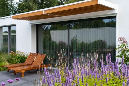 modern backyard with wooden loungers and lavender plants