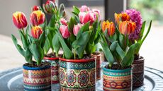 tulips in colorful pots