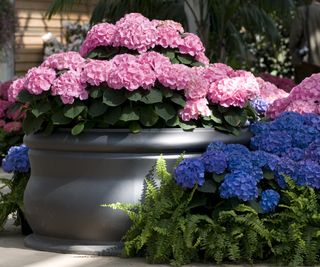 Pink hydrangea growing in a large pot