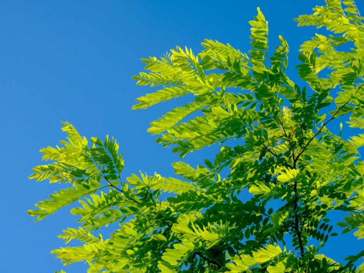 exploring the different stages of acacia plant growth