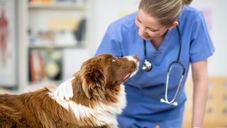 Vet looking at a dog