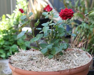 Potted red rose with mulch applied to surface