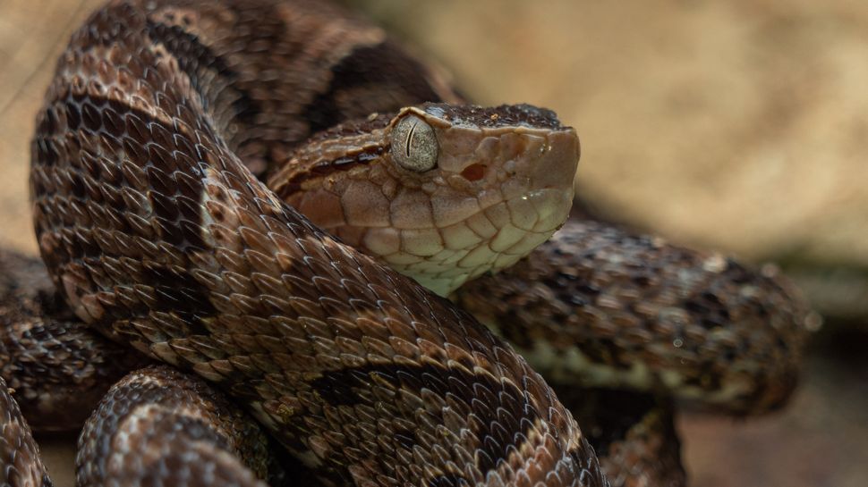 10 of the deadliest snakes | Live Science