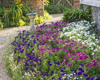 petunias growing in a bed by glasshouse at Peckover House National Trust