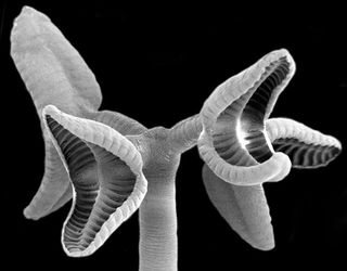 This is a scanning electron micrograph of the scolex (i.e., anterior attachment organ) of Rhinebothrium sp., a tapeworm in the new order Rhinebothriidea. The scolex is about 900 µm wide. This species, like all rhinebothriideans, has 4 bothridia on it scolex, each borne on a muscular stalk.