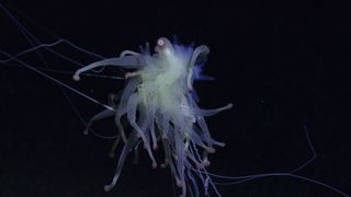 A Bathyphysa siphonophore, also known as a flying spaghetti monster, in the depths of the southeastern Pacific Ocean.