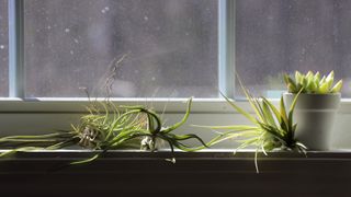 Air plants lined up on a windowsill in the light