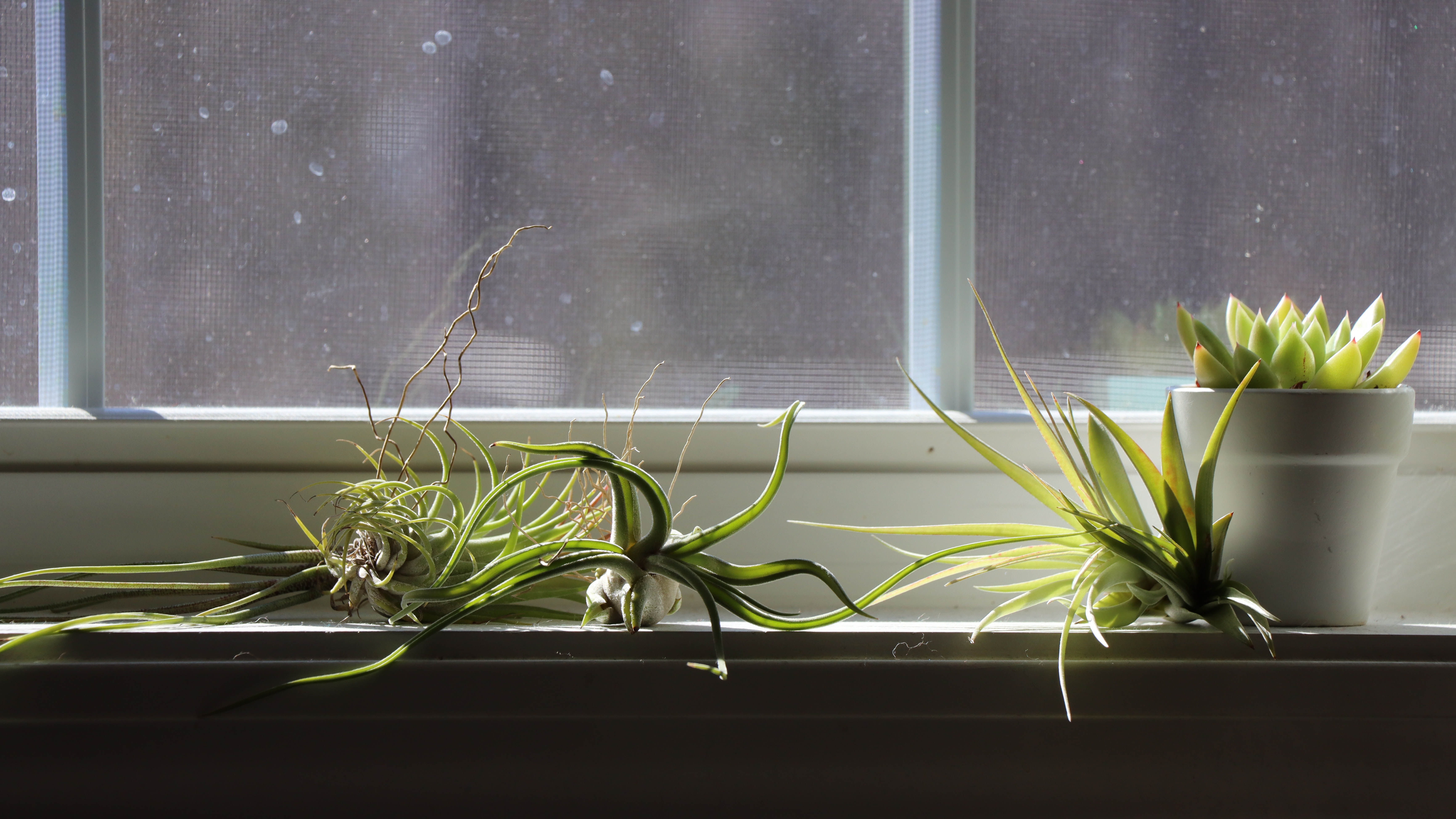 Air plants lined up on the windowsill under the lights