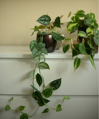 Pothos in low light