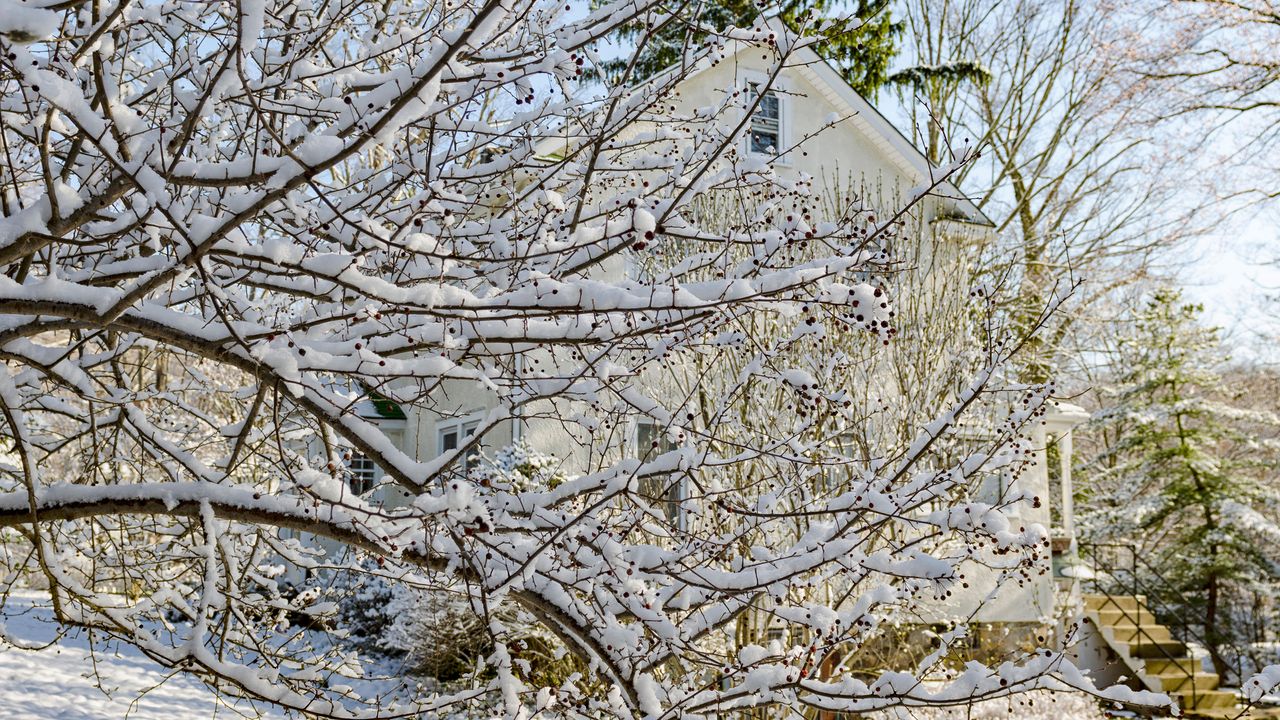 snow covered branches on a tree in winter