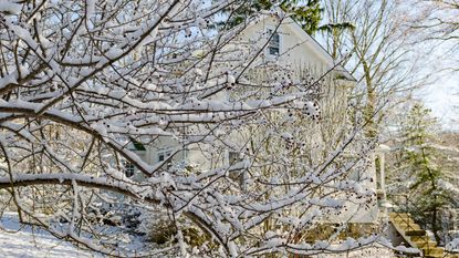 snow covered branches on a tree in winter