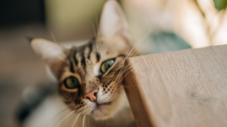 Cat rubbing head on corner of a table