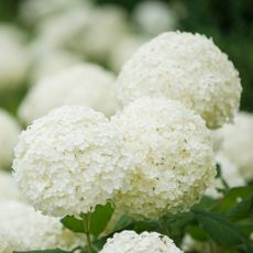 Three spherical white hydrangea heads