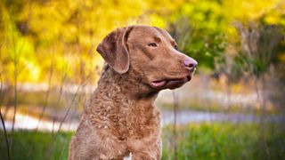 Chesapeake Bay Retriever