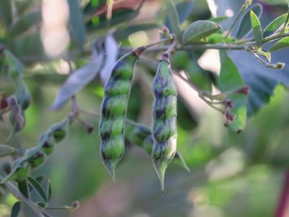 Legume Plants