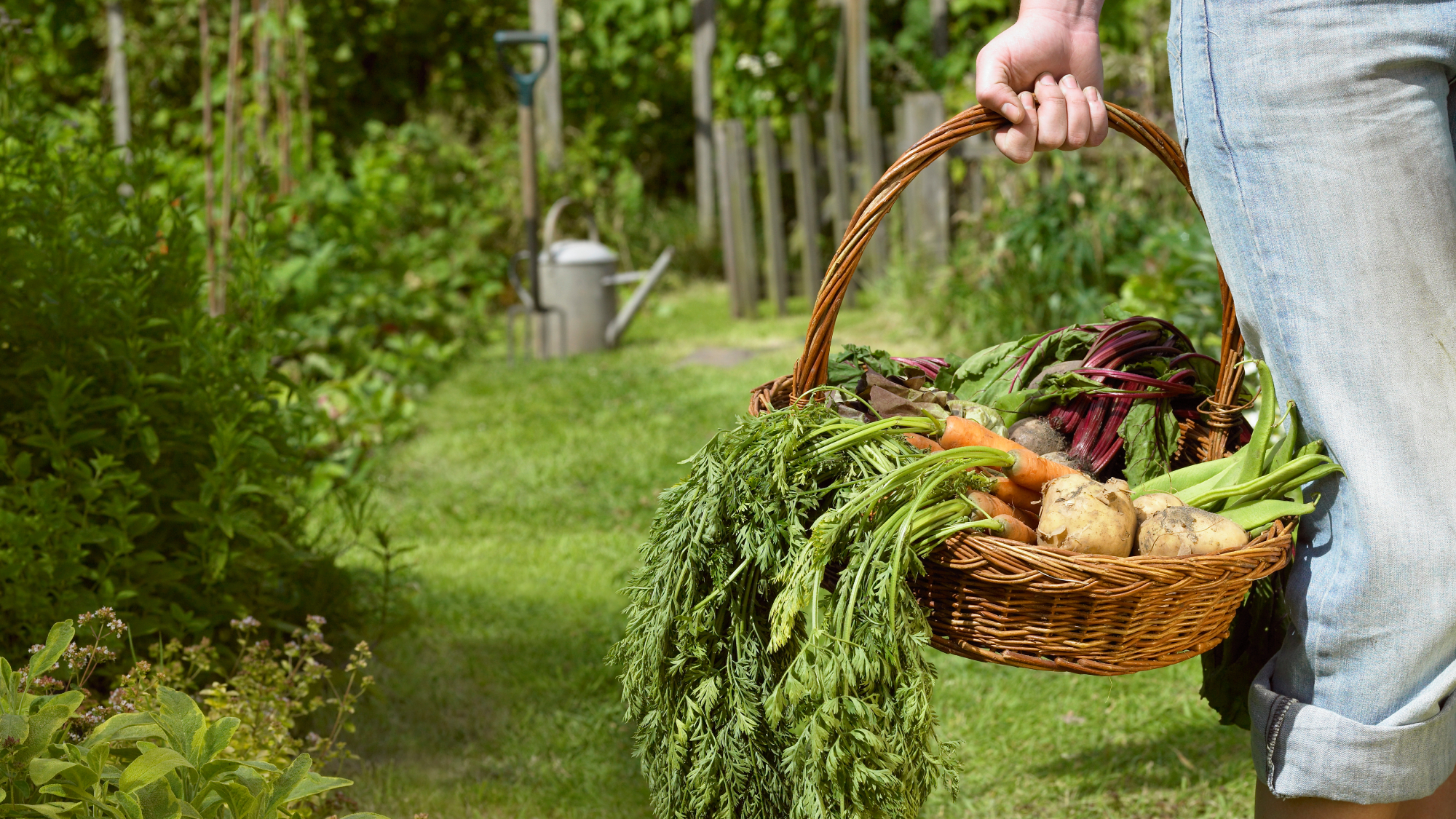 person carrying trug of vegetables in the garden
