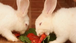 Can rabbits eat tomatoes? These two white rabbits are enjoying eating a sliced tomato