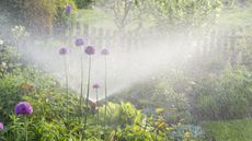 A flower bed with tall alliums being watered by a spray from a sprinkler