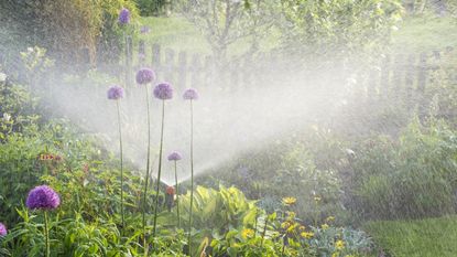 A flower bed with tall alliums being watered by a spray from a sprinkler