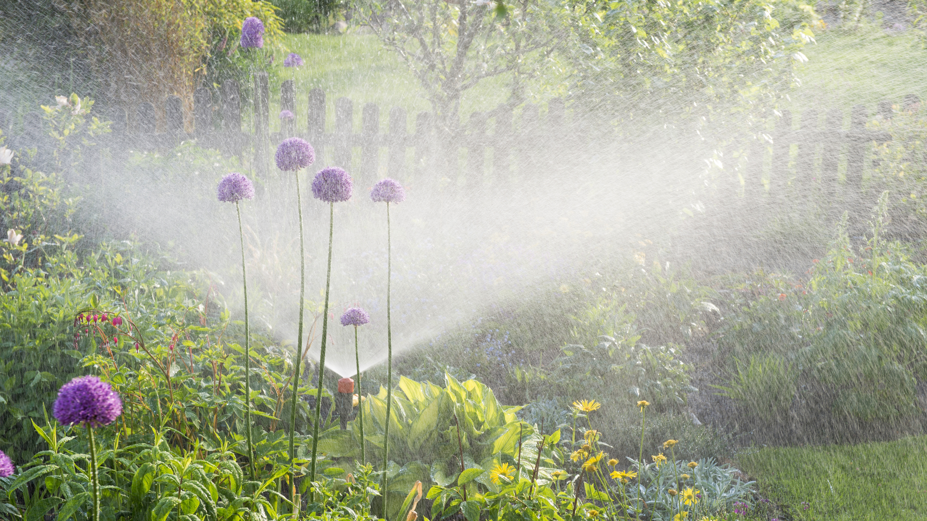 A flower bed with tall alliums being watered by a spray from a sprinkler