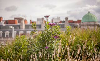 Close up of grass with flowers and Arup and the Crown Estate in the background
