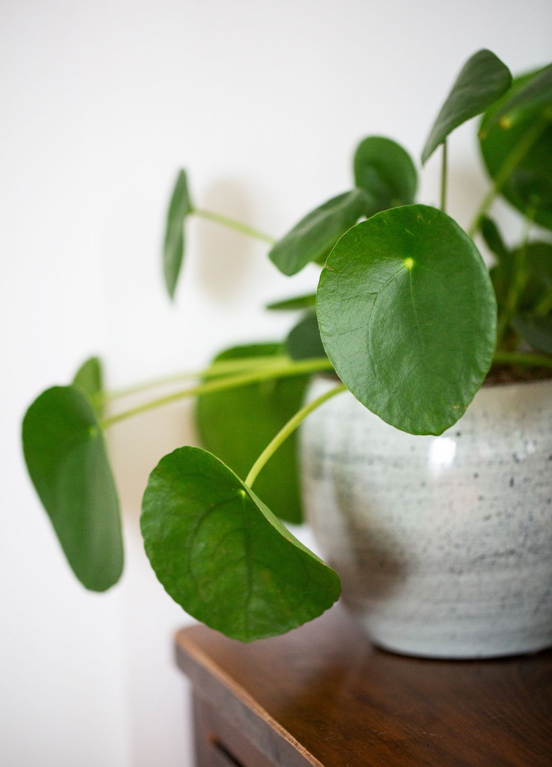 picture of money plant