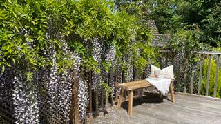 garden decking area with wisteria growing over the fence