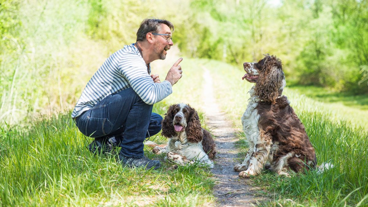 Man training his two dogs outside