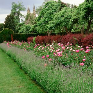classic garden border with lawn, pink flowers and rust coloured bushes