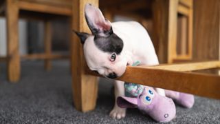 Boston Terrier puppy chewing chair leg
