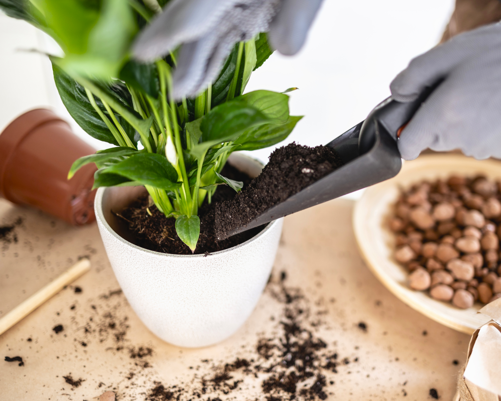 adding soil to pot with a peace lily