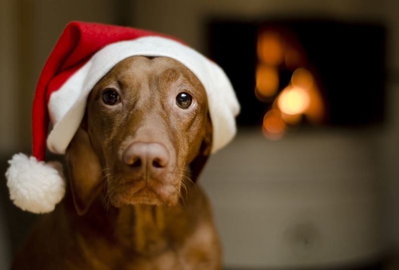 brown female Hungarian Vizsla dog dressed in a santa hat. 