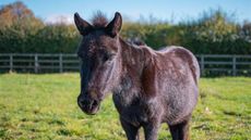 Mule Ebony, pictured at Bransby Horses, was rescued as a foal in 1992