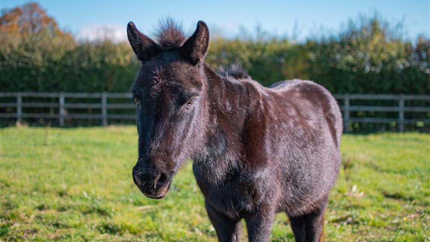 Mule Ebony, pictured at Bransby Horses, was rescued as a foal in 1992